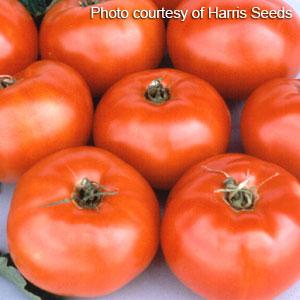 Jet Star Tomato Plants for sale in Lebanon PA