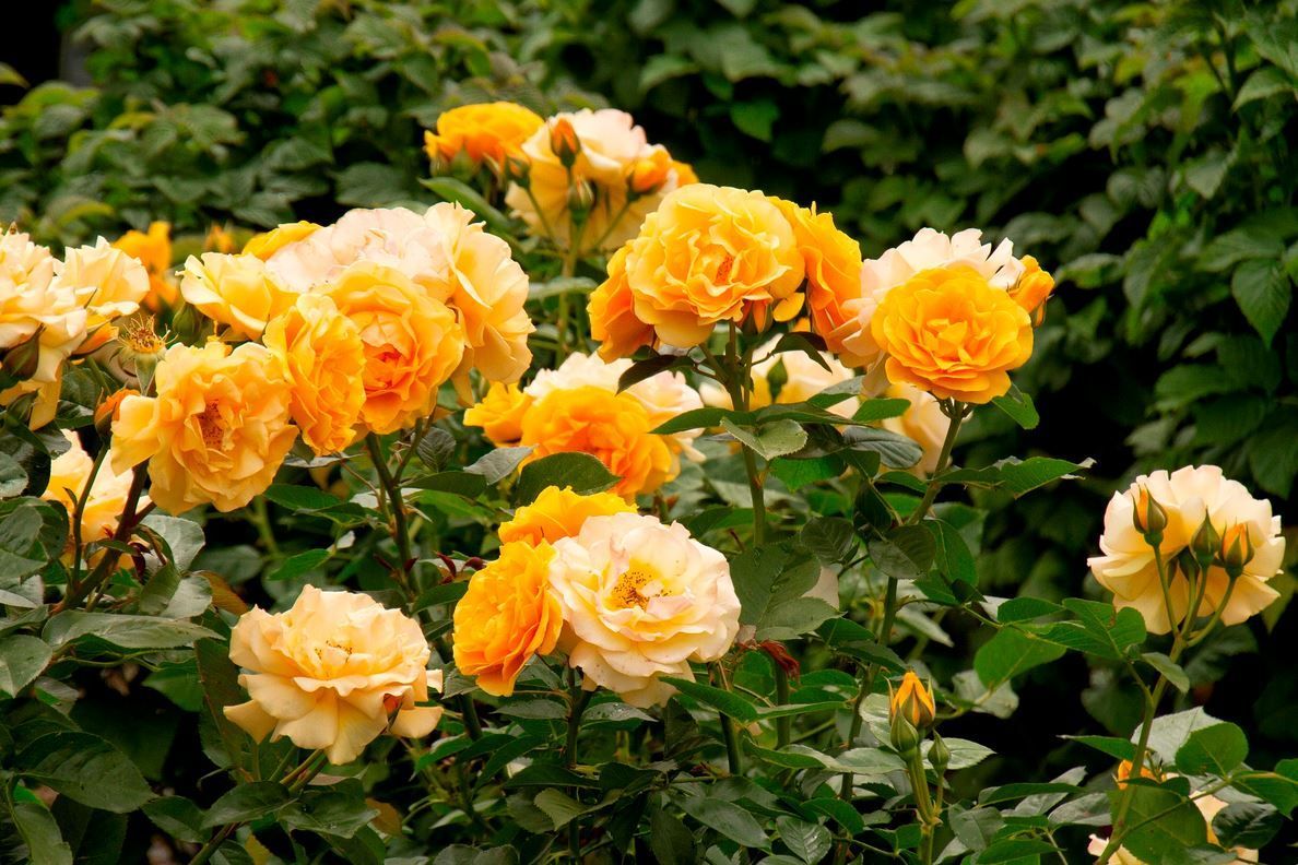 Julia Child Rose shrub flowering bush for sale in Lebanon