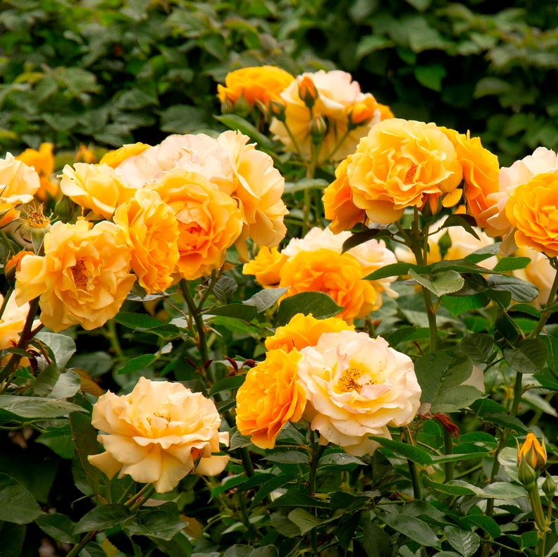 rose bush hassle free julia child yellow shrub for sale in Lebanon
