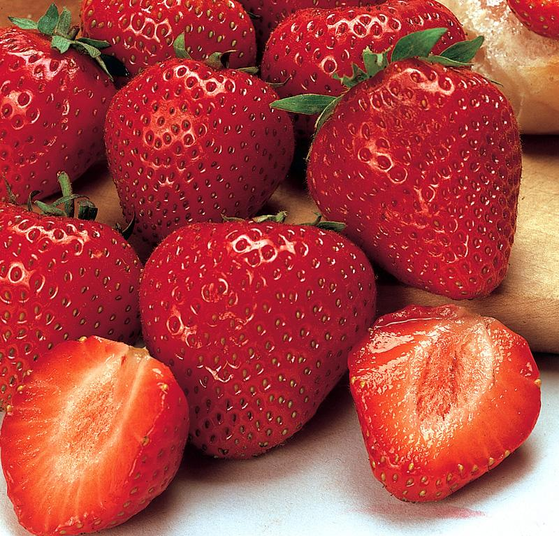 Earliglo Strawberry Plants for sale in Lebanon