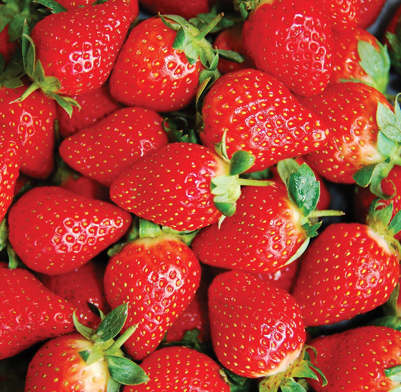Honeoye Strawberry Plants for sale in Lebanon