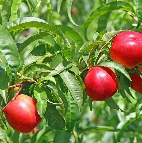 June Princess nectarine tree fruit tree for sale in Lebanon