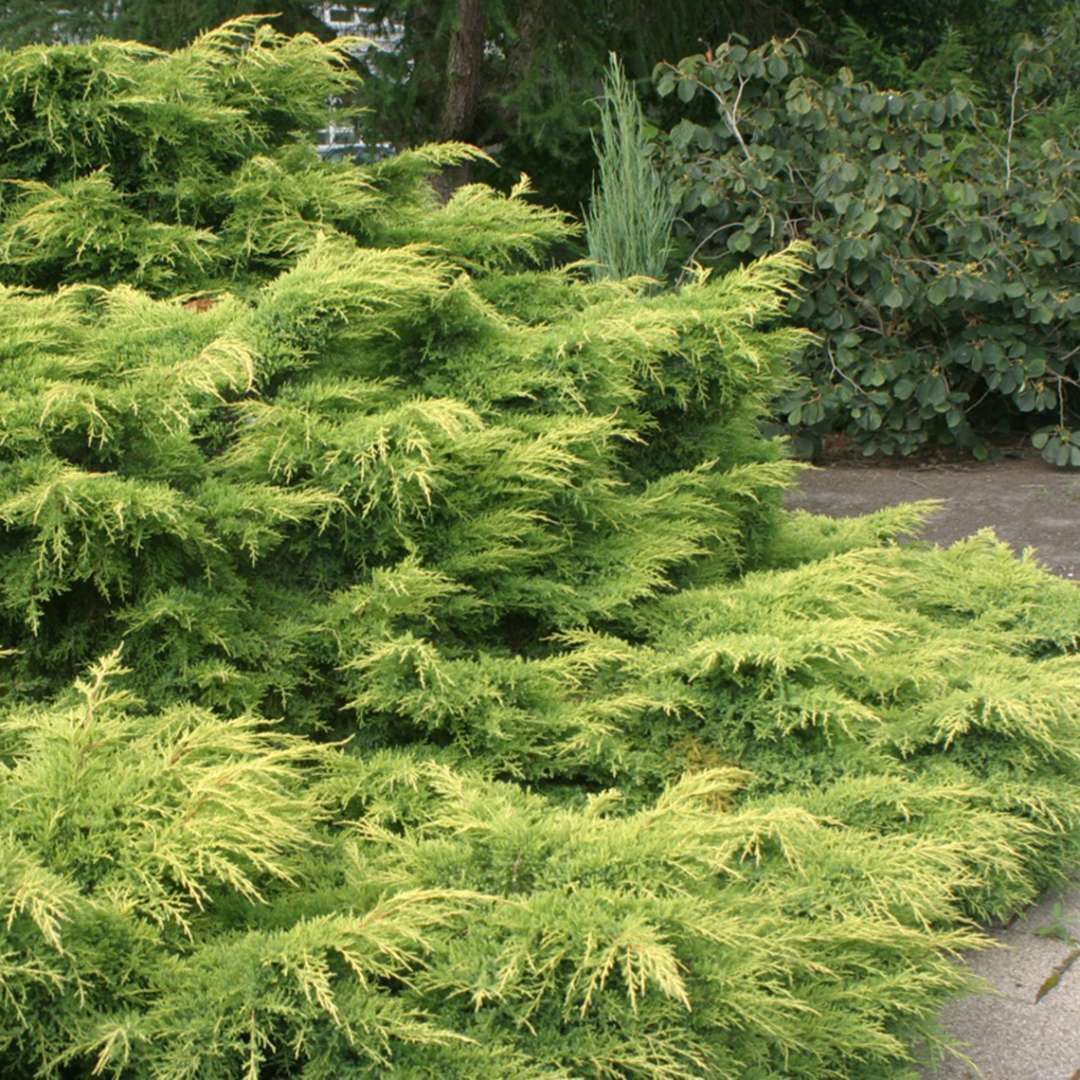 Juniperus chinensis Gold Lace Juniper shrub evergreen bush for sale in Lebanon