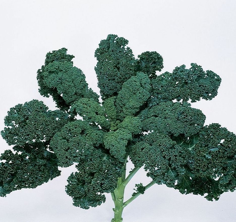 Blue Ridge Kale plants  for sale in Lebanon PA