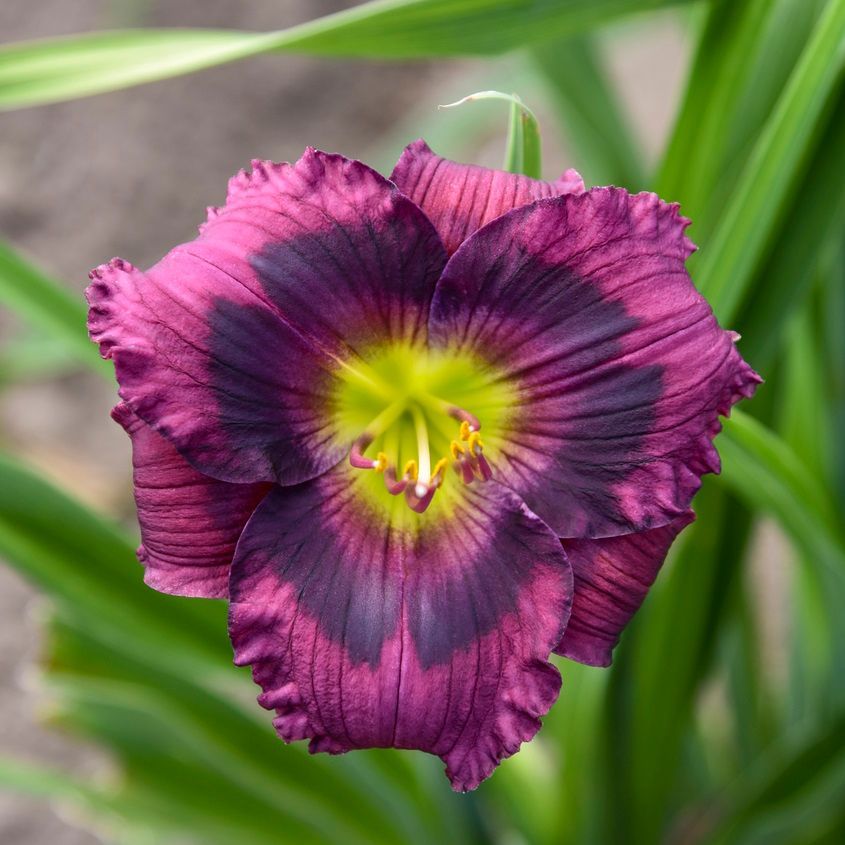 Hemerocallis Kansas Kitten Daylily perennial for sale in Lebanon