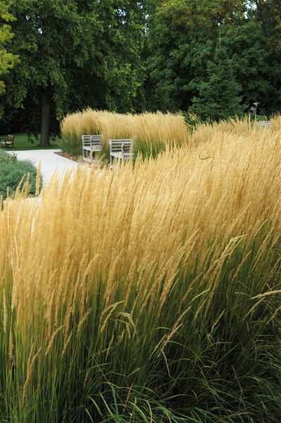 Calamagrostis acutiflora Karl Forester Feather Reed Grass for sale in Lebanon