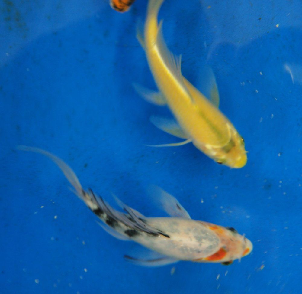 Large selection of Butterfly Koi Fish for sale in Lebanon PA