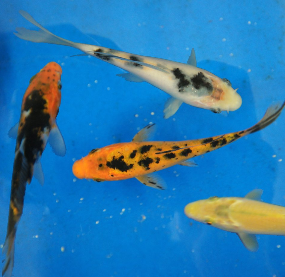 Large selection of Koi Fish for sale in Lebanon PA