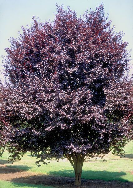 Prunus cerasifera Krauter Vesuvius Plum Tree for sale in Lebanon