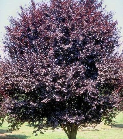 Prunus cerasifera Krauter Vesuvious Plum