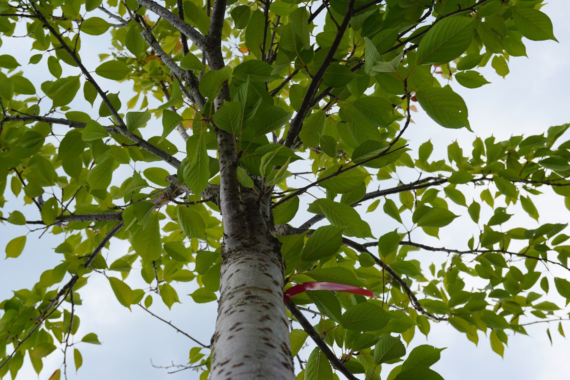 Prunus Serrulata Kwanzan  Flowering Cherry for sale in Lebanon