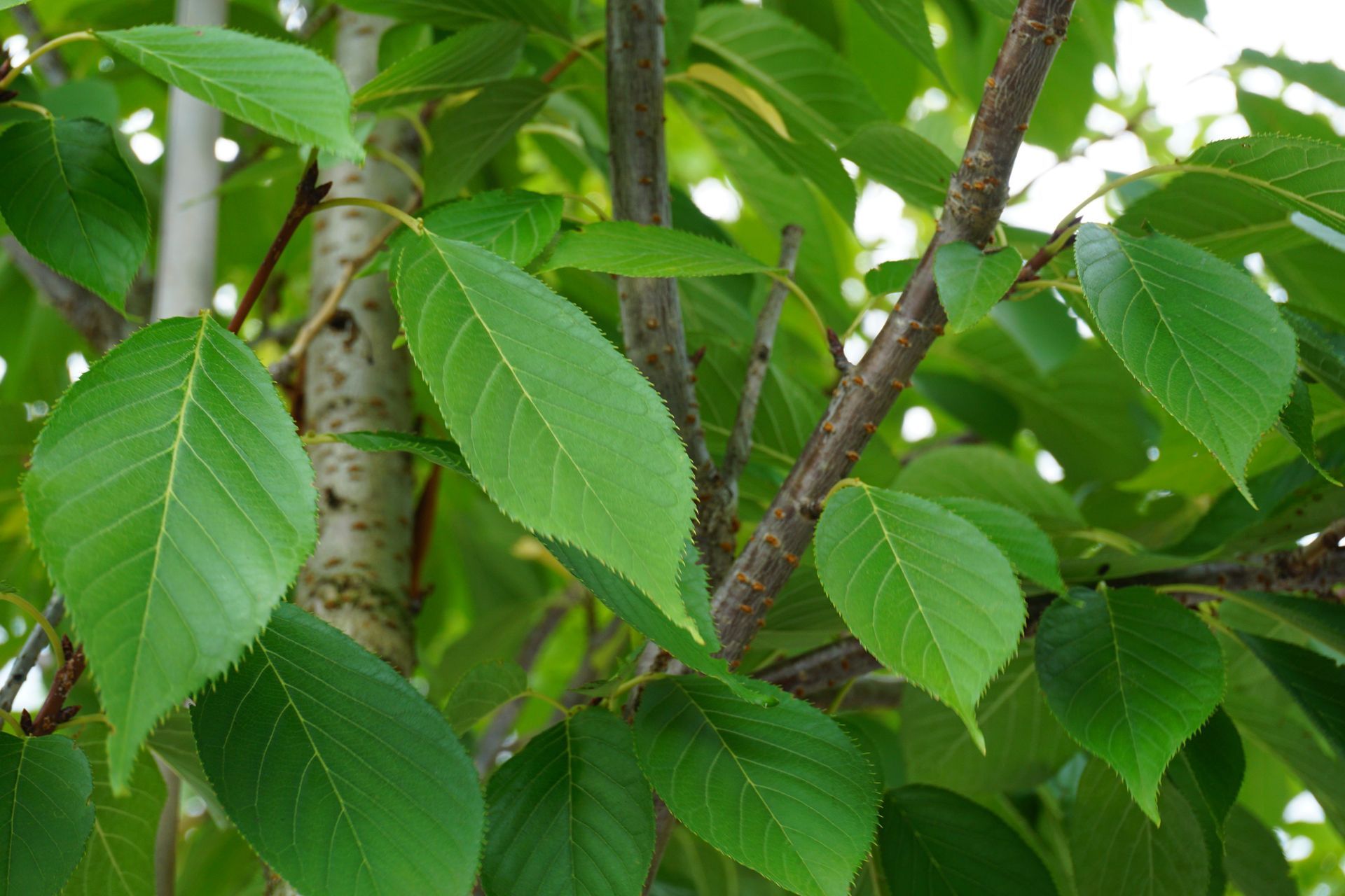 Prunus Serrulata Kwanzan  Flowering Cherry for sale in Lebanon