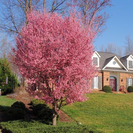thumbnail image 2 of Kwanzan Cherry Tree Live Plant – Prunus Serrulata, 4-6 Inches Tall, Fast-Growing Flowering Tree 2 of 13