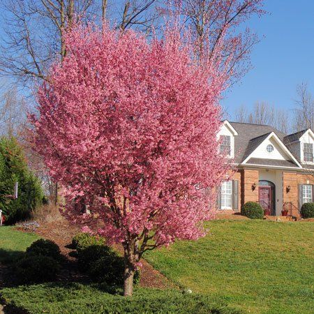 Yoshino Cherry - Trees - Nolt's Garden Center
