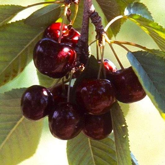 Lapins Cherry tree fruit tree for sale in Lebanon