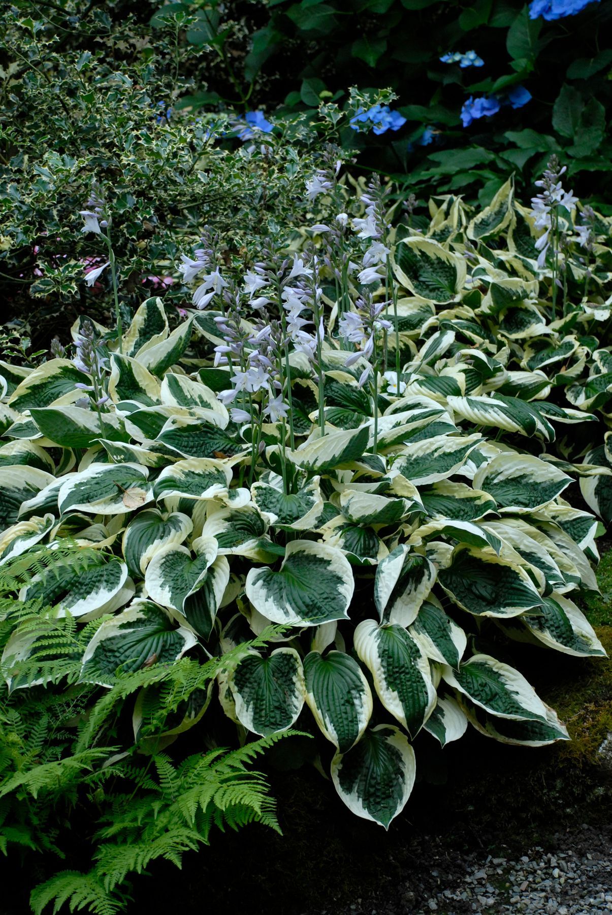 Patriot Hosta large perennial for sale in Lebanon