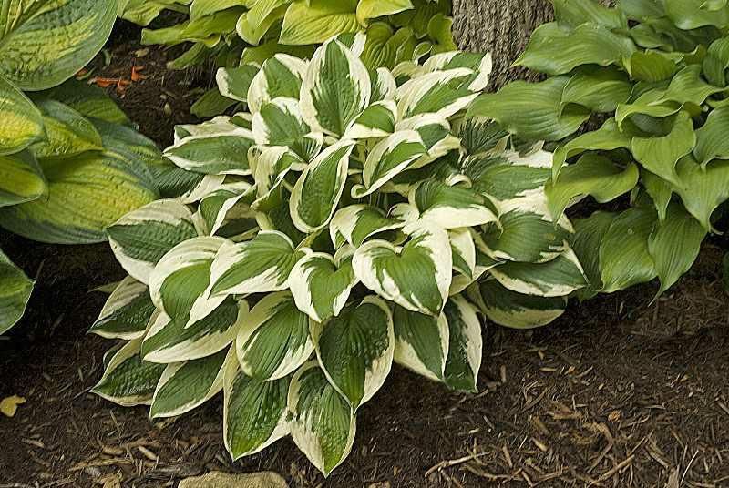 Patriot Hosta large perennial for sale in Lebanon