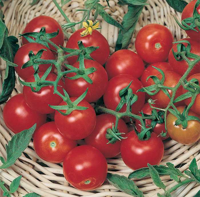 Large Red Cherry Tomato Plants for sale in Lebanon PA