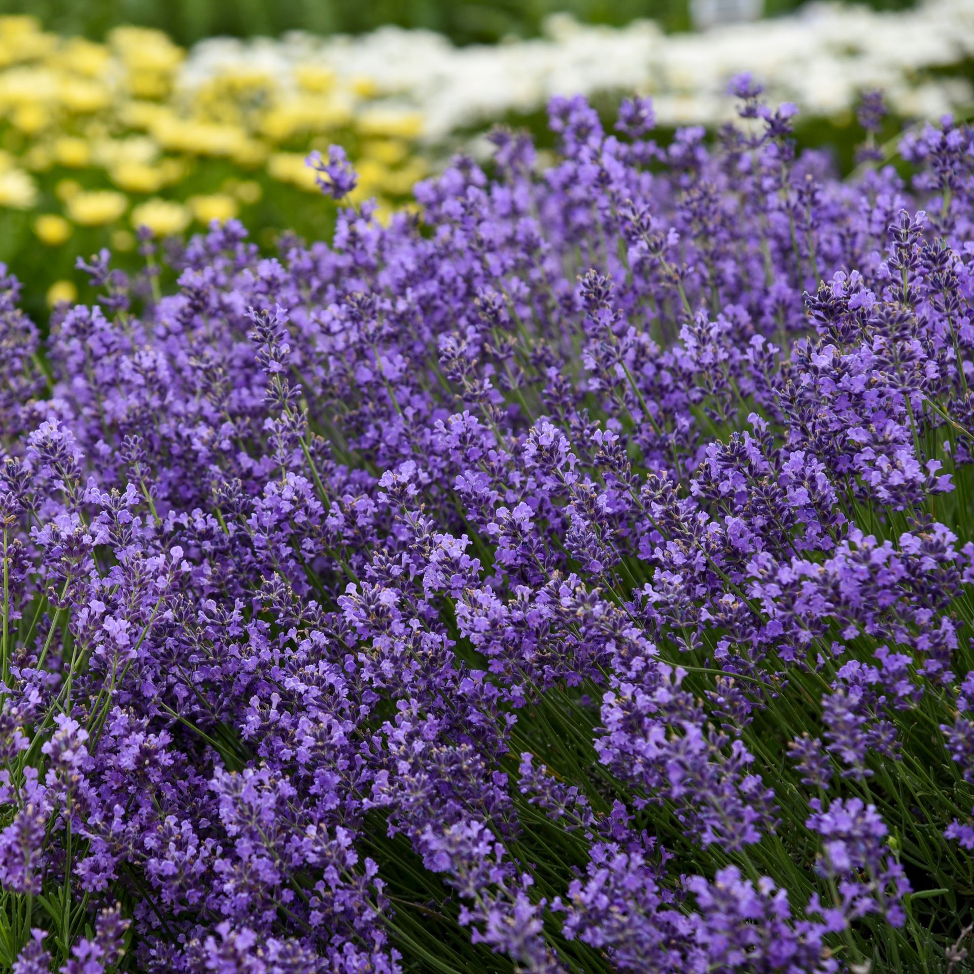 Lavandula Munstead Lavender perennial for sale in Lebanon