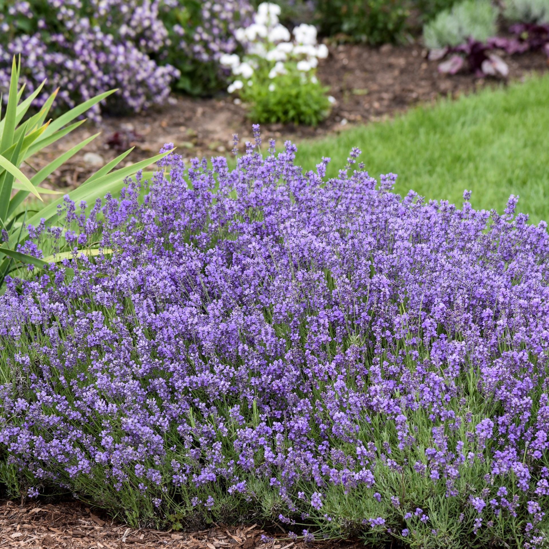 Lavandula Munstead Lavender perennial for sale in Lebanon