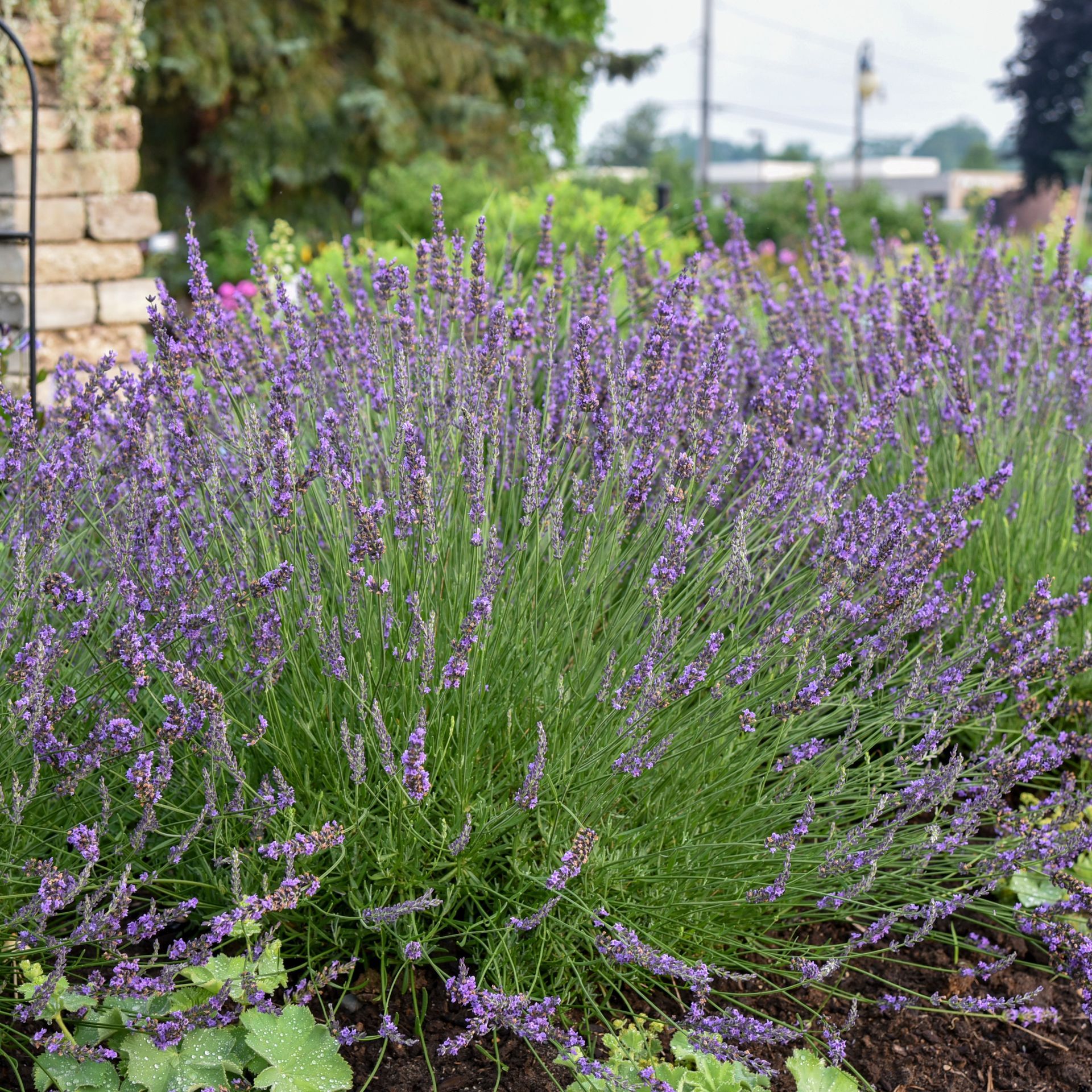 Lavandula Phenomenal Lavender perennial for sale in Lebanon