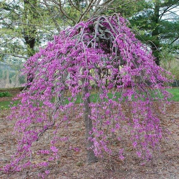 Cercis Canadensis Covey Lavender Twist Weeping Redbud Tree for sale in Lebanon