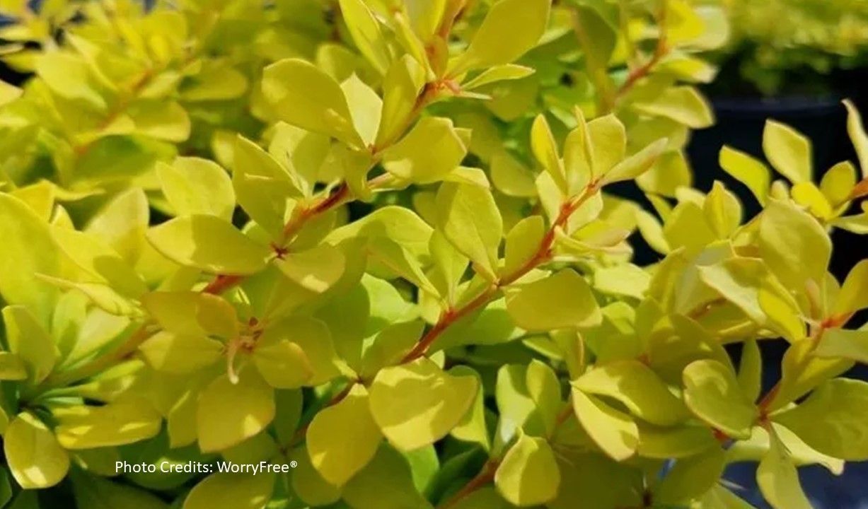 Berbis Lemon Glow Barberry Shrub dwarf flowering bush for sale in Lebanon