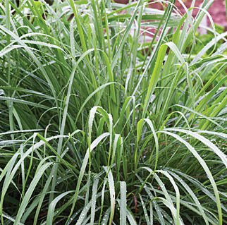 Lemon Grass Plants for mosquito repellent for sale in Lebanon PA