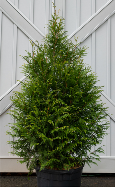 Thuja plicata Leprechaun Arborvitae shrub evergreen bush for sale in Lebanon