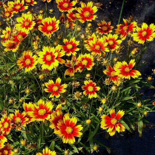 Coreopsis Li