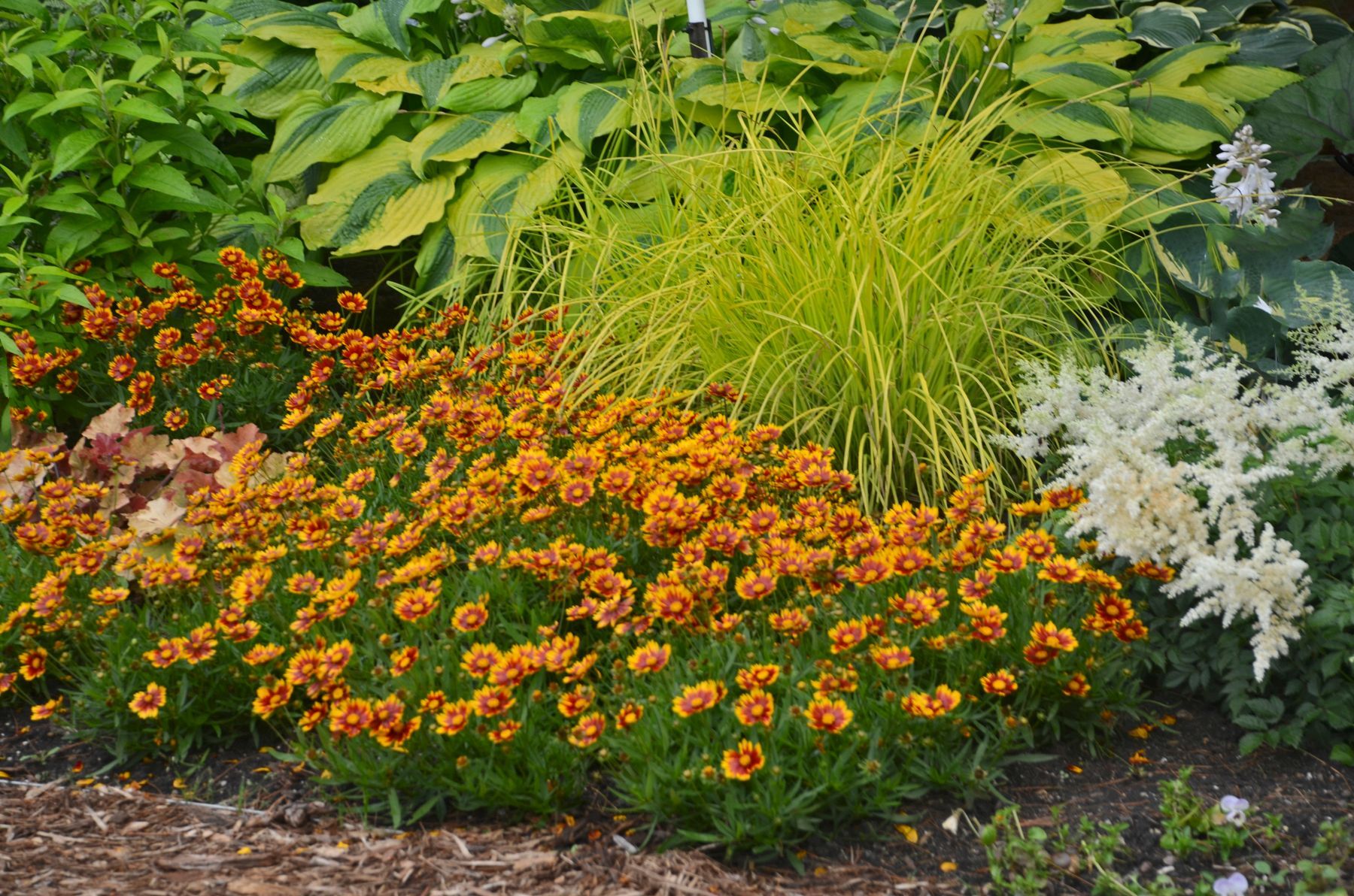 Coreopsis Li