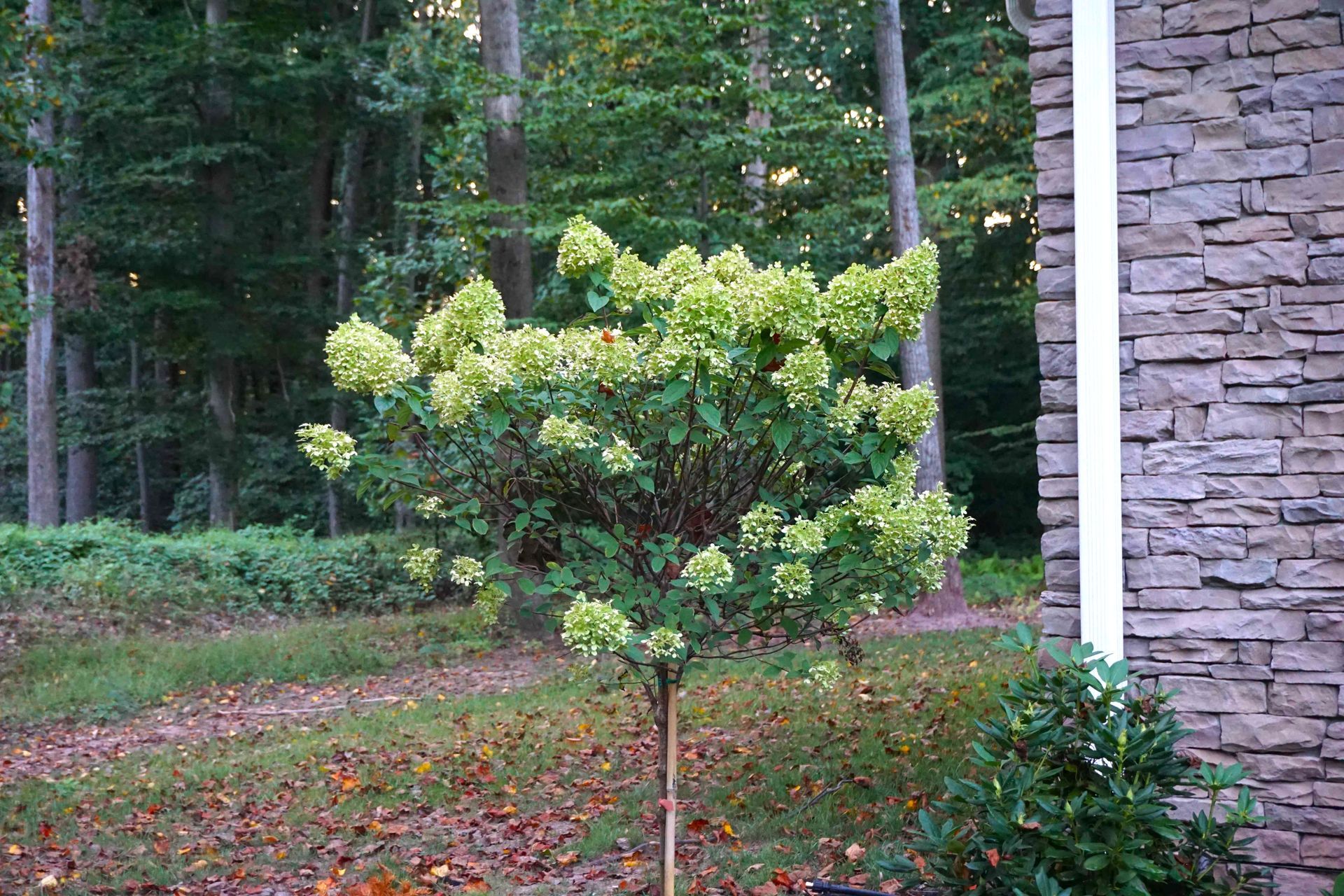 Panicle Limelight Hydrangea Tree for sale in Lebanon