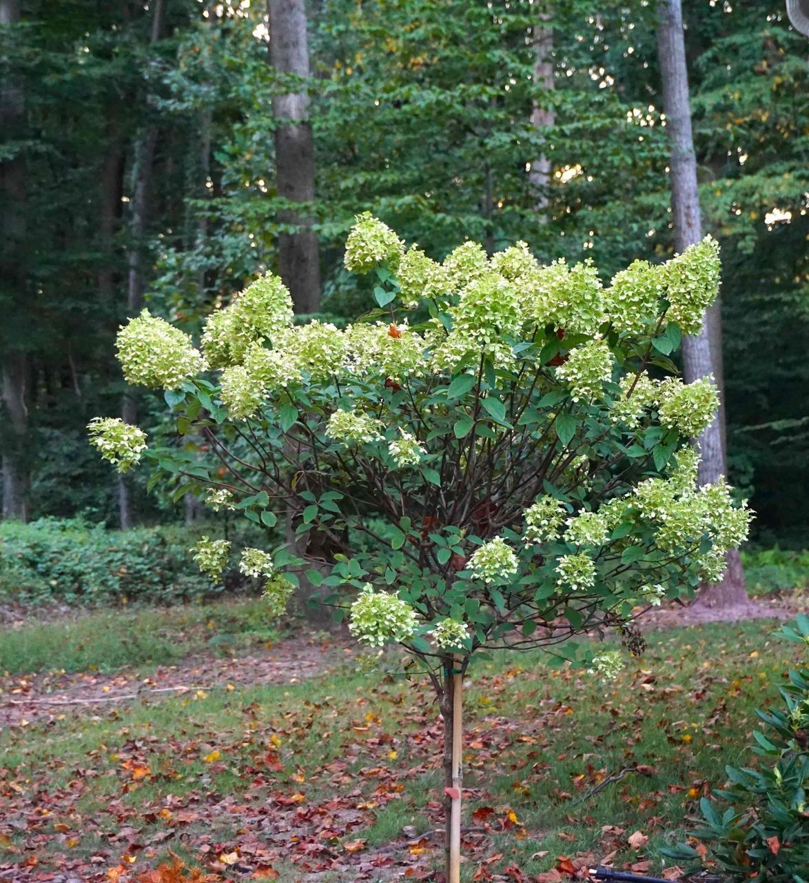 Limelight Hydrangea Tree Standard