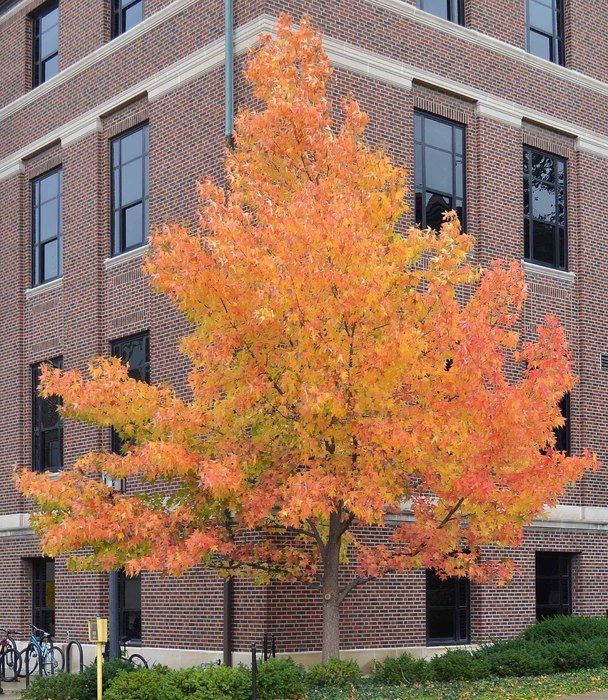 Liquidambar styraciflua Hapdell Happidaze Hapdell Sweet Gum Tree for sale in Lebanon