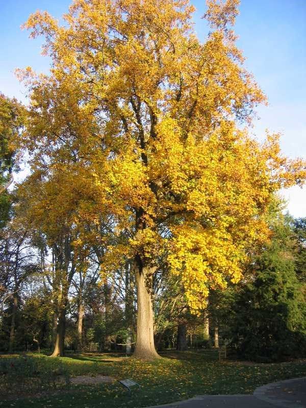 Liriodendron tulipifera Tulip Poplar Tree for sale in Lebanon