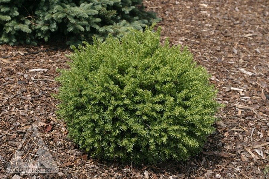 Picea abies Little Gem Norway Spruce shrub dwarf evergreen bush for sale in Lebanon