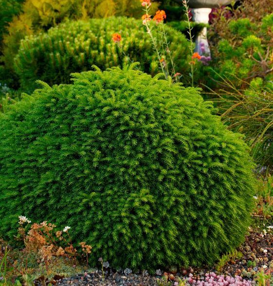 Picea abies Little Gem Norway Spruce shrub dwarf evergreen bush for sale in Lebanon