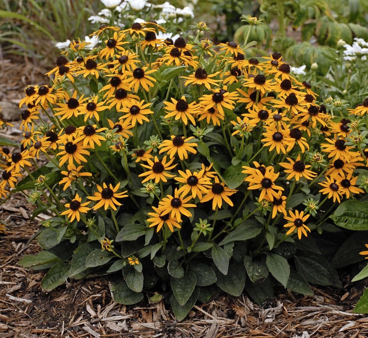 Rudbeckia Little Goldstar Black-eyed Susan perennial for sale in Lebanon