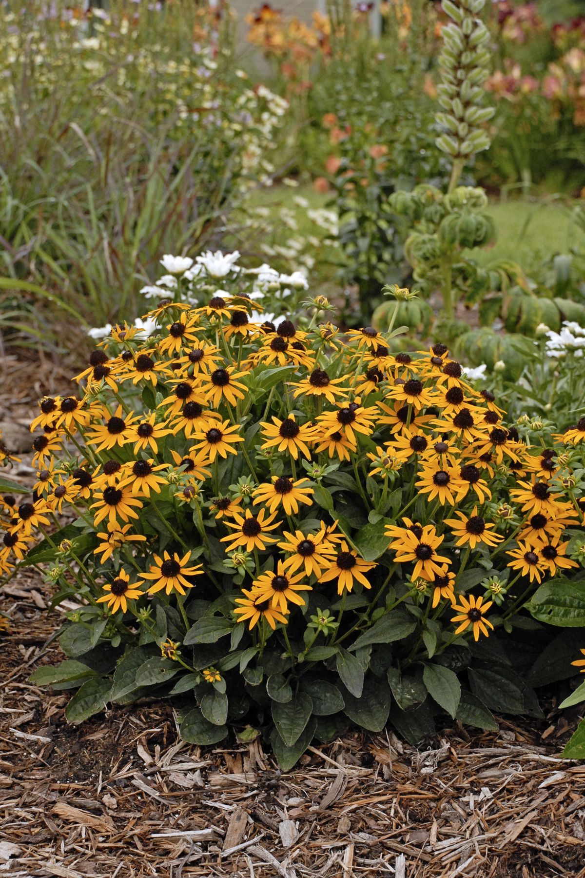 Rudbeckia Little Goldstar Black-eyed Susan perennial for sale in Lebanon