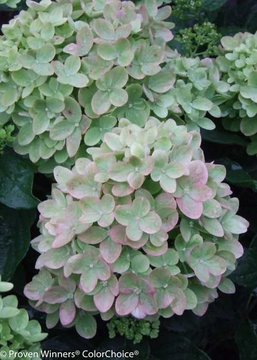 Panicle Little Lime Hydrangea Shrub dwarf flowering bush for sale in Lebanon