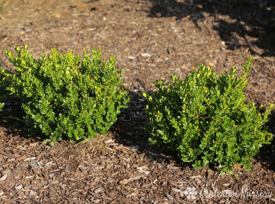 Buxus Little Missy Boxwood shrub evergreen bush for sale in Lebanon