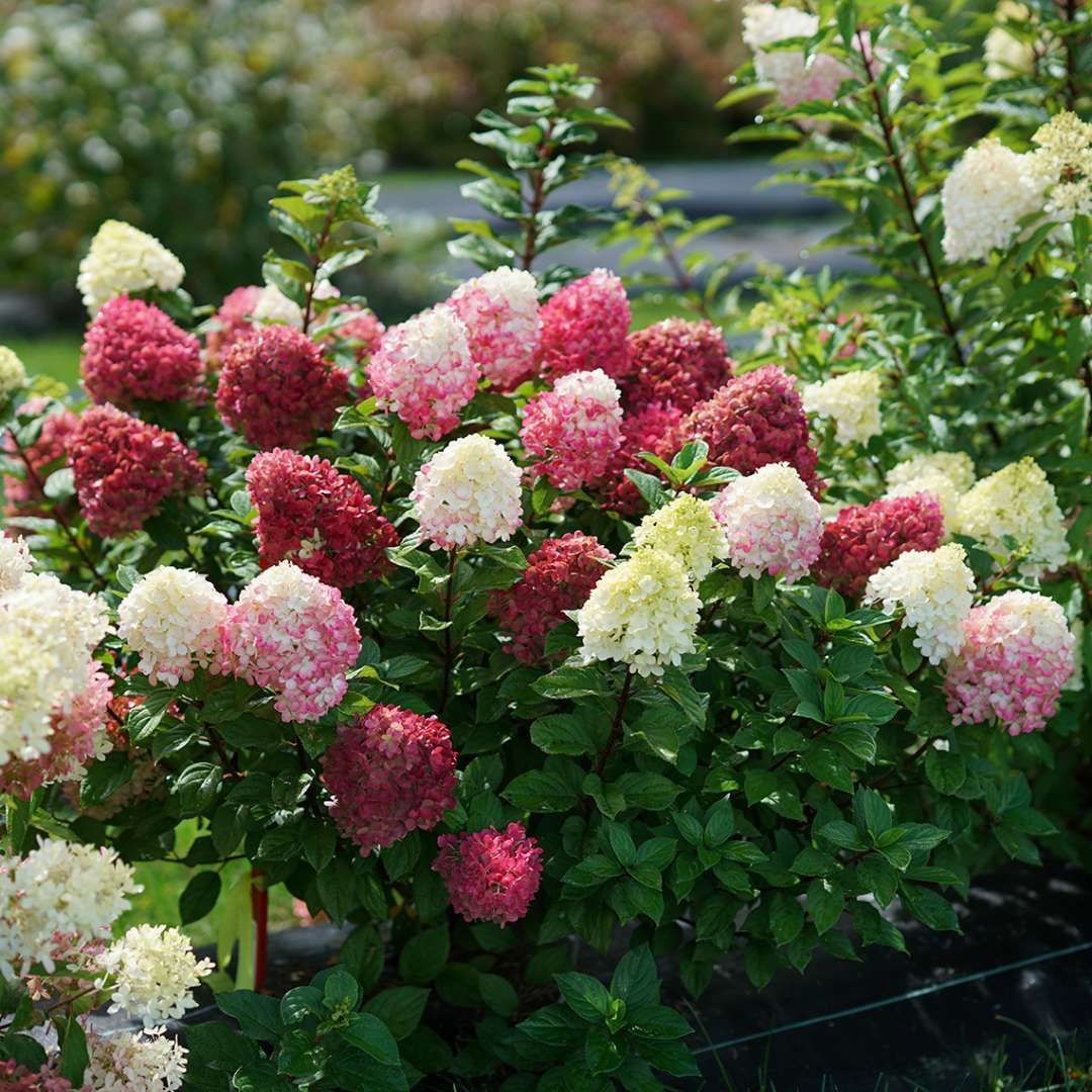 Panicle Little Lime Punch Hydrangea Shrub dwarf flowering bush for sale in Lebanon