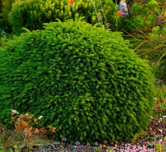 Picea Little Gem Dwarf Spruce