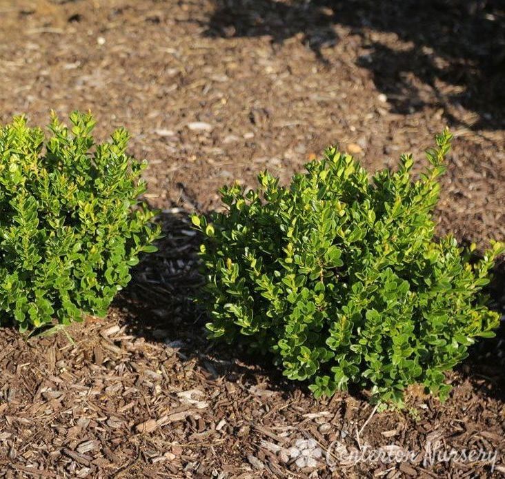 Buxus sempervirens boxwood evergreen bush shrub Little Missy