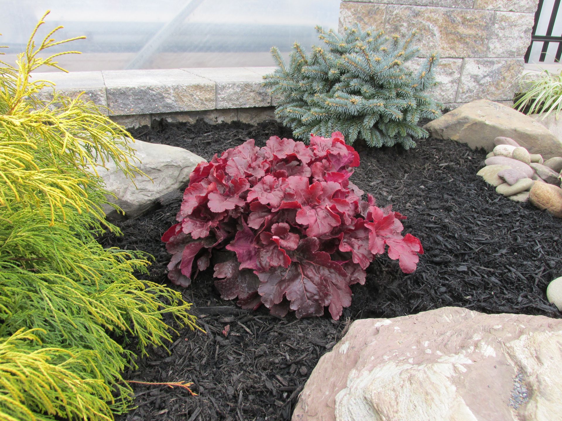 Heuchera Mahogany Monster Coral Bells perennial for sale in Lebanon