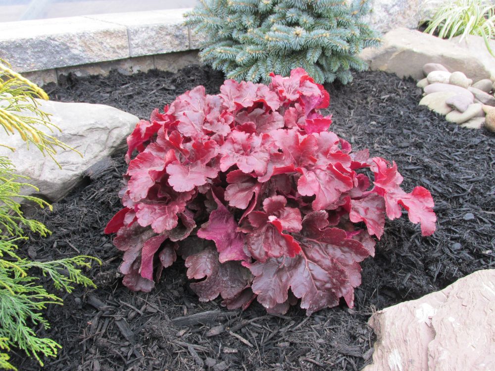 Heuchera Mahogany Monster Coral Bells perennial for sale in Lebanon