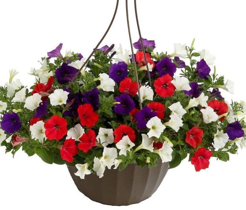 Red, White & Blue Petunia hanging basket flowers for sale in Lebanon PA