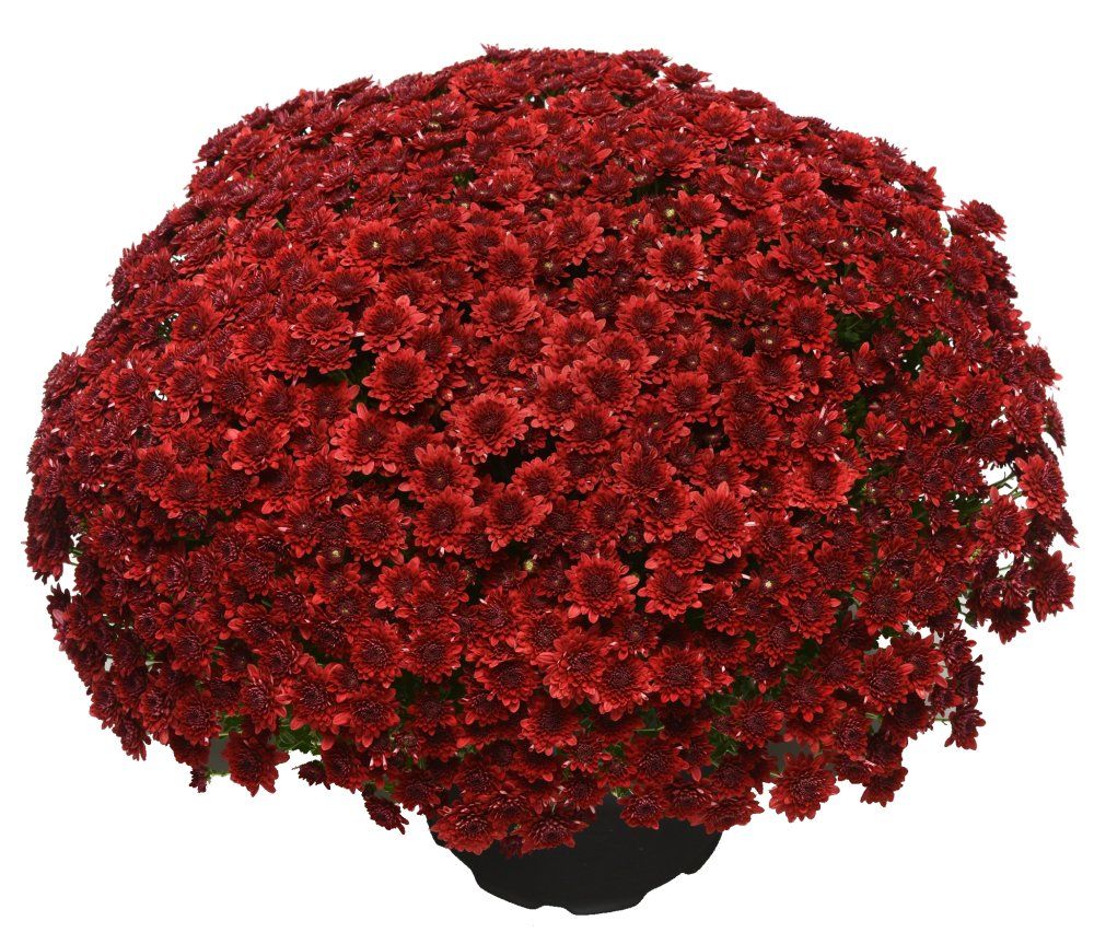 Fall Mum Chrysanthemums majesty red