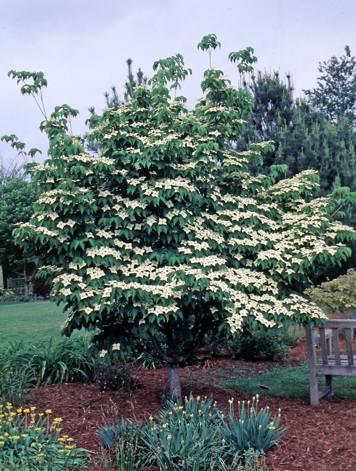 Cornus kousa chinensis Kousa  Dogwood Tree for sale in Lebanon