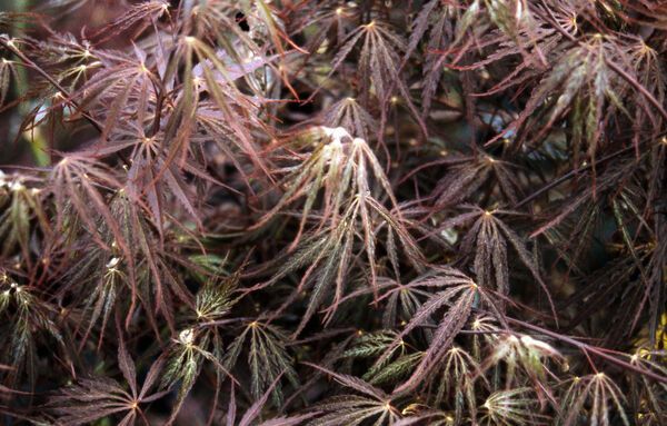 Acer palmatum Red Dragon Japanese Maple Laceleaf Tree for sale in Lebanon